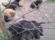 Grajewo ogłoszenia: Oddam 6 szt. piesków do adopcji. Mają 6 tygodni. Nie będą... - zdjęcie