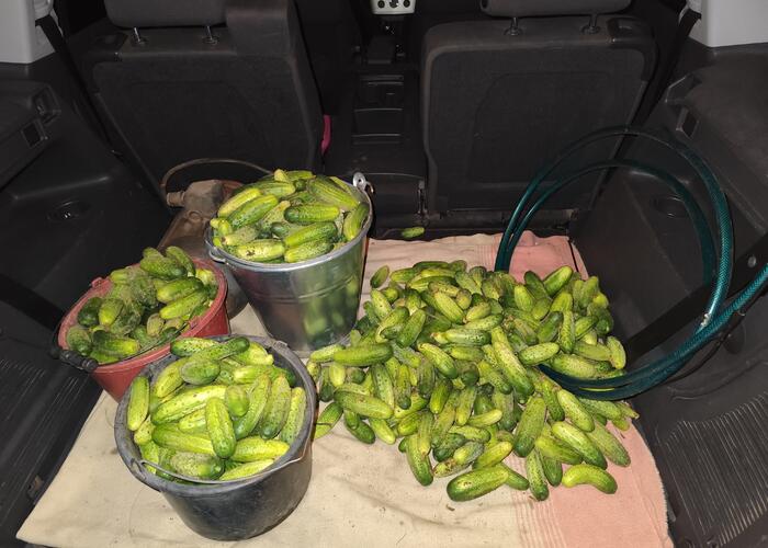 Grajewo ogłoszenia: Sprzedam
Ogórki gruntowe 6 zł kg
Buraki czerwone 2,5 zł kg...